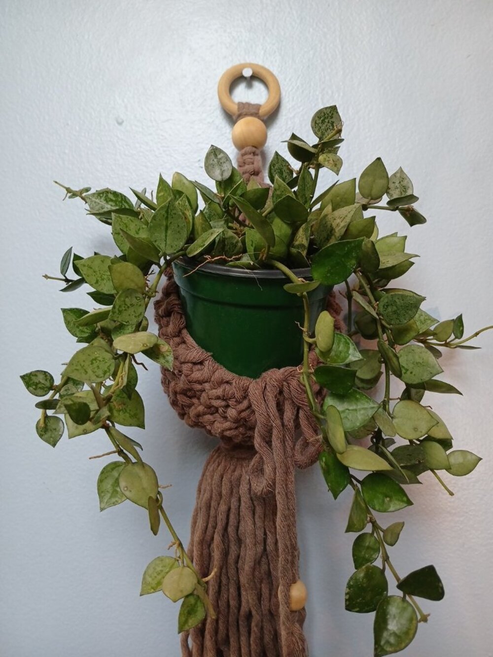 Hoya Krohniana Super Silver